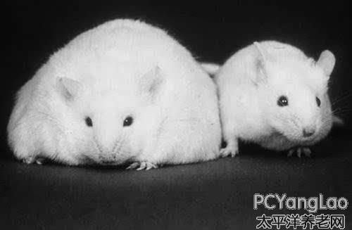 快乐小鼠vs倒霉小鼠