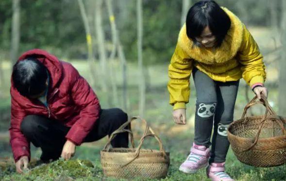 医生建议：生活中常见的这五类野菜，尽量少碰，别再傻傻当成宝了