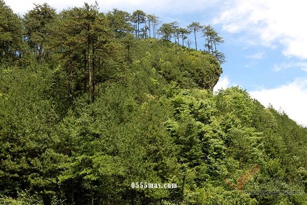 重庆市巫山县李美成老人还是森林的守护神