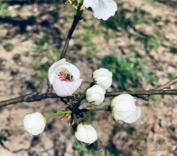 丰县夕阳乐养老院志愿者走进丰县梨花节